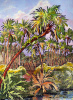 Riverside Palms